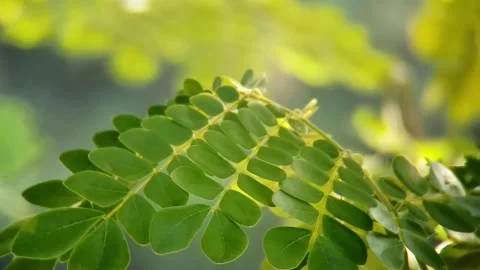 Tree branches are blowing in the wind Stock Footage 254484824