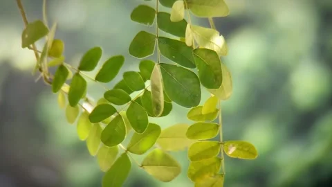 Tree branches are blowing in the wind Stock Footage 254484870