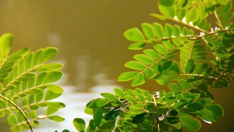 Tree branches are blowing in the wind Stock Footage 254485098