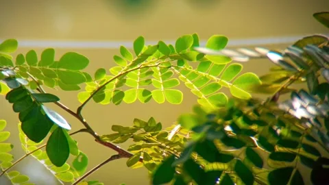Tree branches are blowing in the wind Stock Footage 254485105