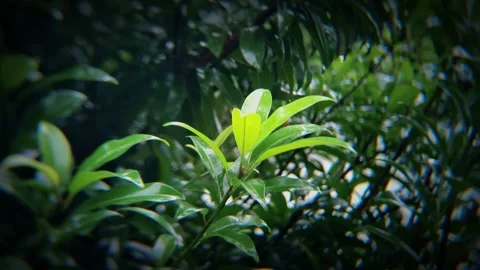 Tree branches are blowing in the wind Stock Footage 254485131