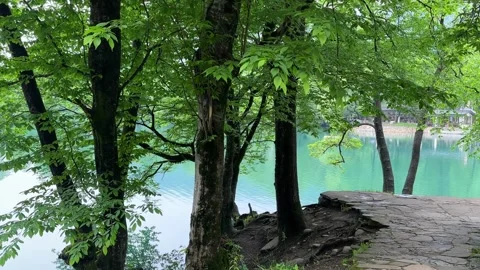 Tree branches are blowing in the wind against the background of a blue mountain Stock Footage 276595768