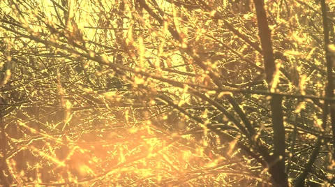 The tree branches are covered by the sedge fuzz Stock Footage 38868226