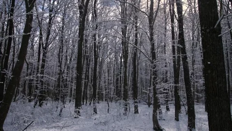 Tree branches are covered with snow, which falls to the ground with a light wind Video stock 255947115