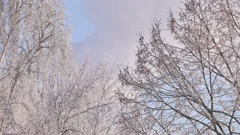 Tree branches are covered with white. Winter frosty sunny day. White smoke co Видео 183379921