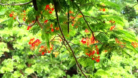 Tree branches are moving by win, in the morning  Chiangmai Thailand. Stock Footage 280090655