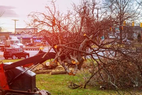 Tree branches are placed for chipping cut trees after the storm Stock-Fotos