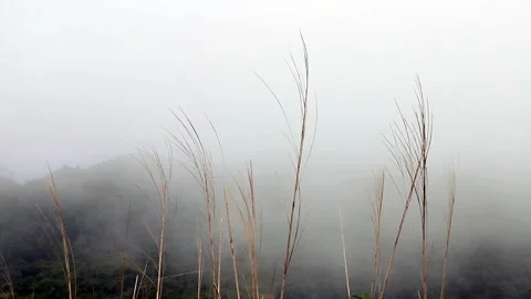 Tree branches are swaying  along the mountain's mist breeze in the morning. Stock Footage 252091834