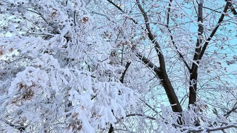 The tree branches are thickly covered with frost and snow against a bright blue Stock Photos