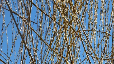 Tree branches are winding up against the blue sky Stock Footage 105366895
