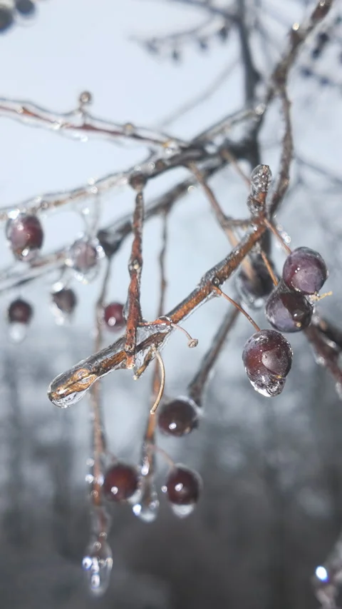 Tree branches with autumn berries are covered in thin layer of ice, close-up Stock Footage 332854571