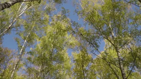 Tree branches with autumn foliage against the sky Video stock 266546187