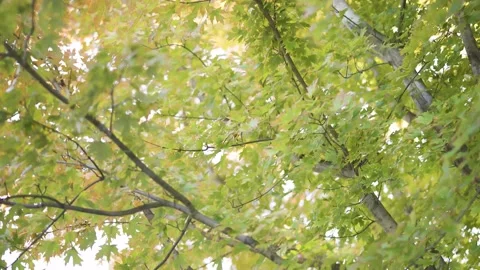 Tree Branches In Autumn With Leaves Changing Stock Footage 229976460