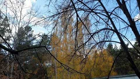 Tree branches autumn Park on the background of blue sky Stock Footage 117587369
