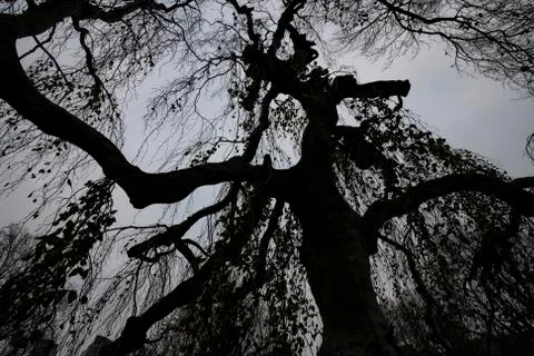 Tree branches in autumn  Foto stock