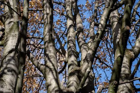 Tree Branches in Autumn Stock Photos