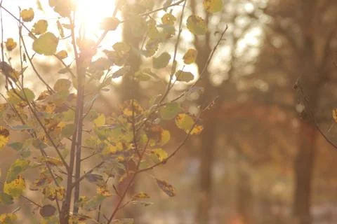 Tree branches in autumn sun 2 Stock Photos