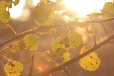 Tree branches in autumn sun Stock Photos