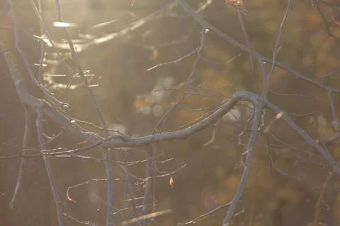 Tree branches in autumn sun Stock Photos