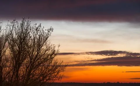 Tree branches in autumn sunset Stock Photos