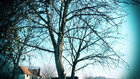 Tree branches in autumn weather Vídeo Stock 88324845