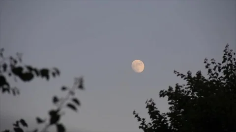 Tree branches at backdrop lunar sky Stock Footage 72986063
