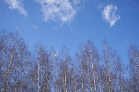 Tree branches on a background of blue sky with clouds Stock-Fotos