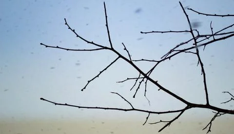 Tree branches on a background of falling snow Stock-Fotos