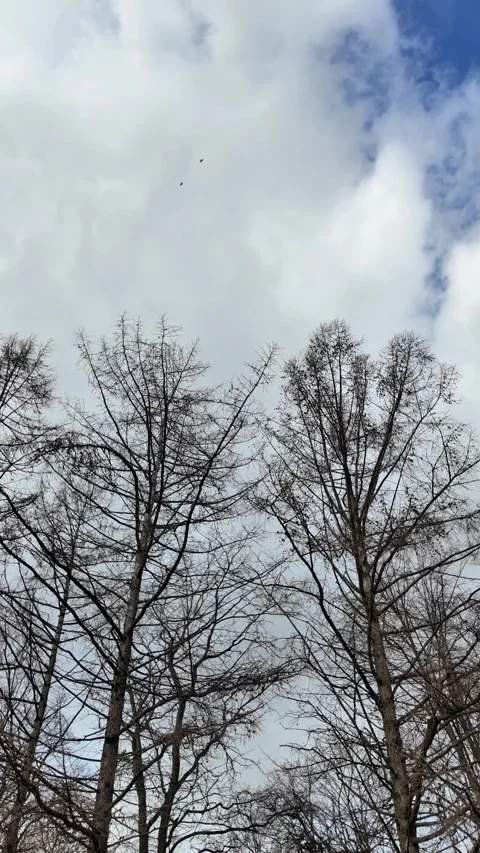 Tree branches on the background of fast-moving clouds Stock Footage 270451704