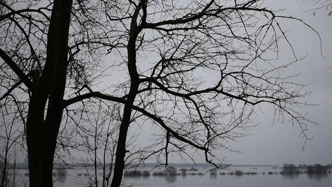 Tree branches on the background of the flood Stock Footage 121789057