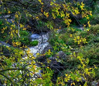 Tree branches on the background of a forest stream Stock Photos