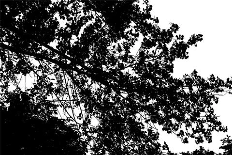 Tree Branches Background イラスト素材