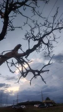 Tree branches with a background of  metalic clouds Stock Photos