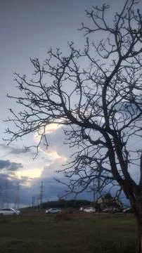 Tree branches with a background of  metalic clouds Stock Photos