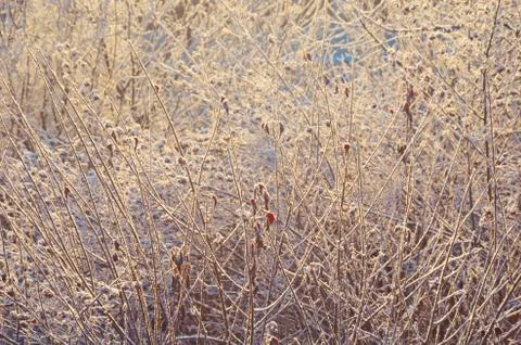 Tree branches background Stock Photos
