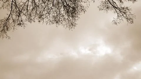 Tree branches on the background Stock Photos