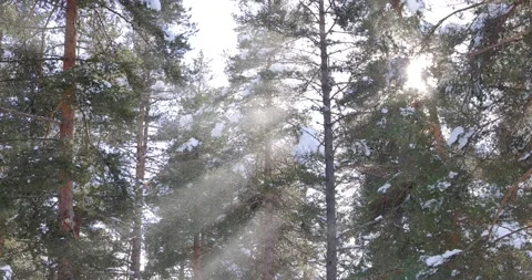 Tree branches on the background of snowfall. Flakes of snow falling down wi.. Stock Footage 228806679
