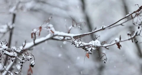 Tree branches on the background of snowf... | Stock Video | Pond5