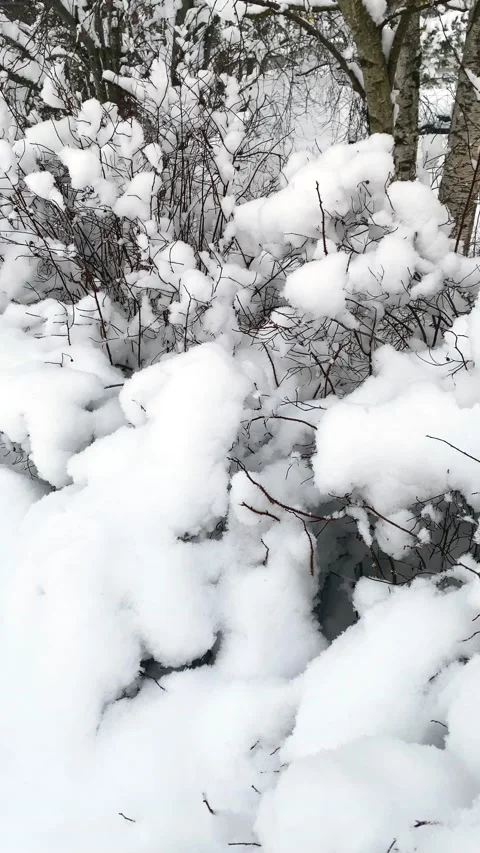 Tree branches on the background of snowfall.  Stock Footage 220525417
