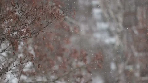 Tree branches on the background of snowfall Stock Footage 227748137