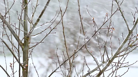 Tree branches on the background of snowfall Stock Footage 235236433