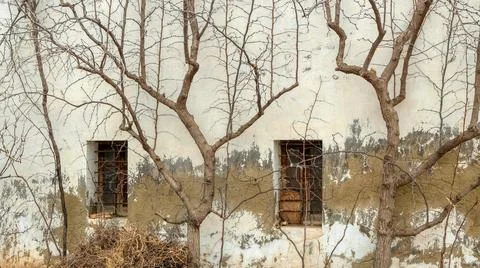 Tree branches on the background of the wall of an old house Stock Photos