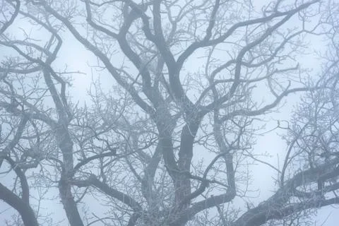 Tree branches background. Winter leafless tree in a dense mist Stock Photos