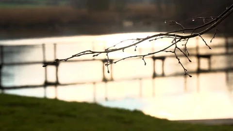 Tree branches in backlight, slow motion, stock video Stock Footage 87570690