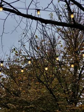 Tree Branches with Bare Twigs and Raindrops Stock Photos