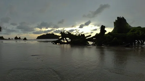 Tree branches on a beach Vídeo Stock 118581057