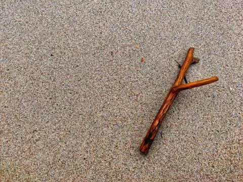 Tree branches on the beach sand Stock Photos