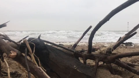 Tree branches on a beach tangled with rubbish Stock Footage 101282537