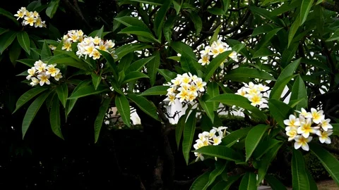 Tree branches with beautiful white flowers sway in the wind 1 Stock Footage 111610979