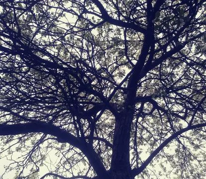 Tree branches from below Foto stock